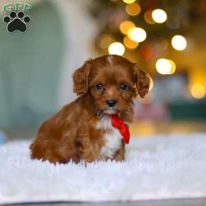 Tiny Teddy, Cavapoo Puppy